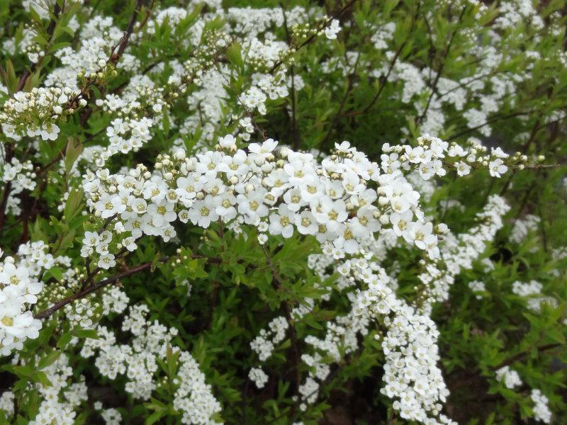 Blütenrispe von Spiraea cinerea