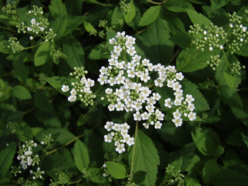 Spiraea decumbens blüht weiß.