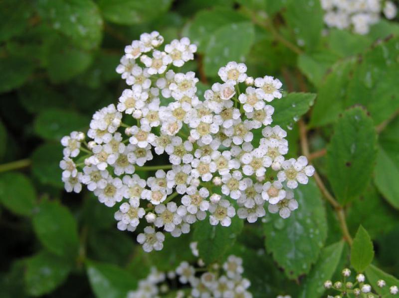 Weiße Blüten der Kärntner Spiere