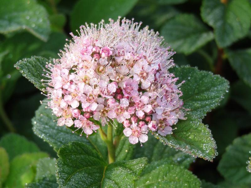 Blüte von Spiraea densiflora