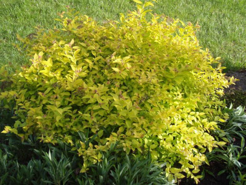 Wuchsform von Spiraea japonica Firelight, Aufnahme aus dem Sommer