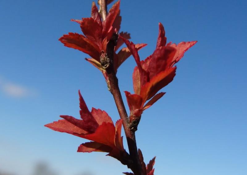 Spiraea japonica Firelight