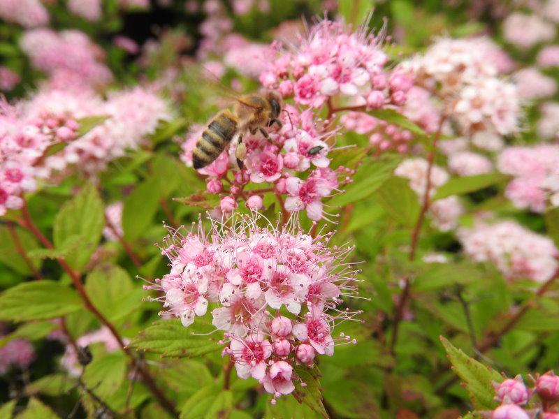 Rosablühende Spiraea japonica Little Princess