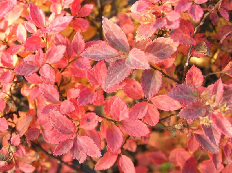 Rosa Zwergspiere Little Princess im roten Herbstlaub