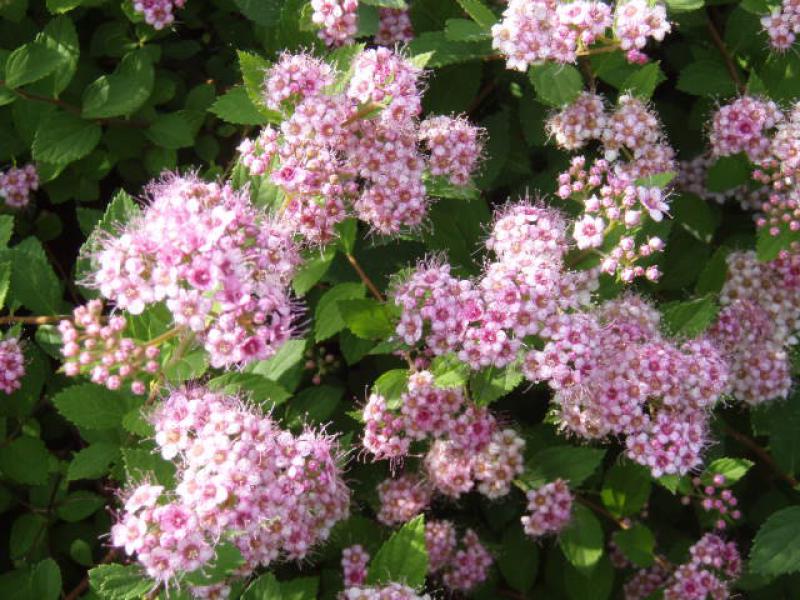 Blütentrieb von Spiraea japonica Little Princess