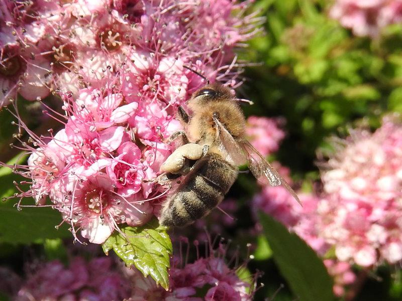 Auch Bienen mögen die Spiraea japonica Little Princess
