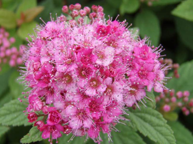 Detailaufnahme der Blüte von Spiraea japonica Manon