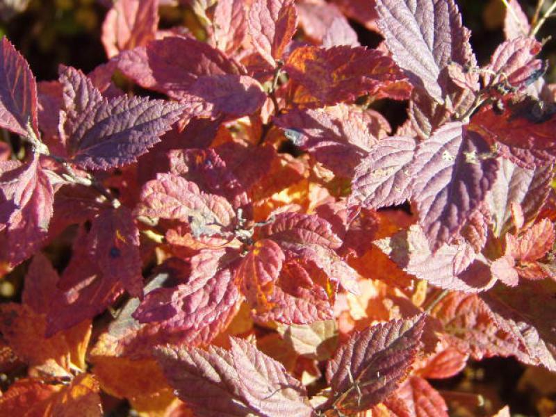 Orange-Rote Herbstfärbung bei Spiraea japonica Manon