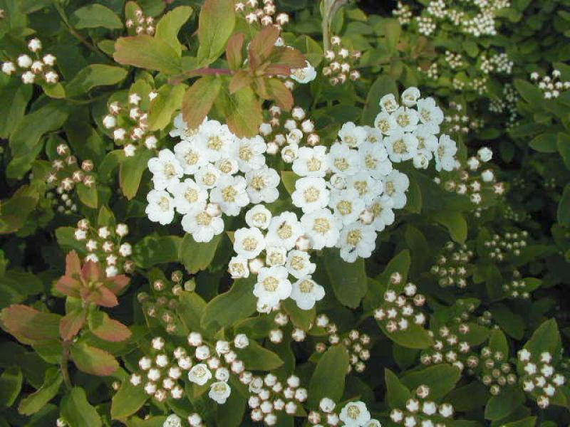 Spiraea nipponica Halward´s Silver