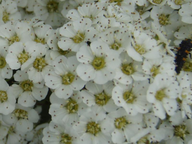 Flächendeckerspiere Snowmound - weiße Blüten in Nahaufnahme