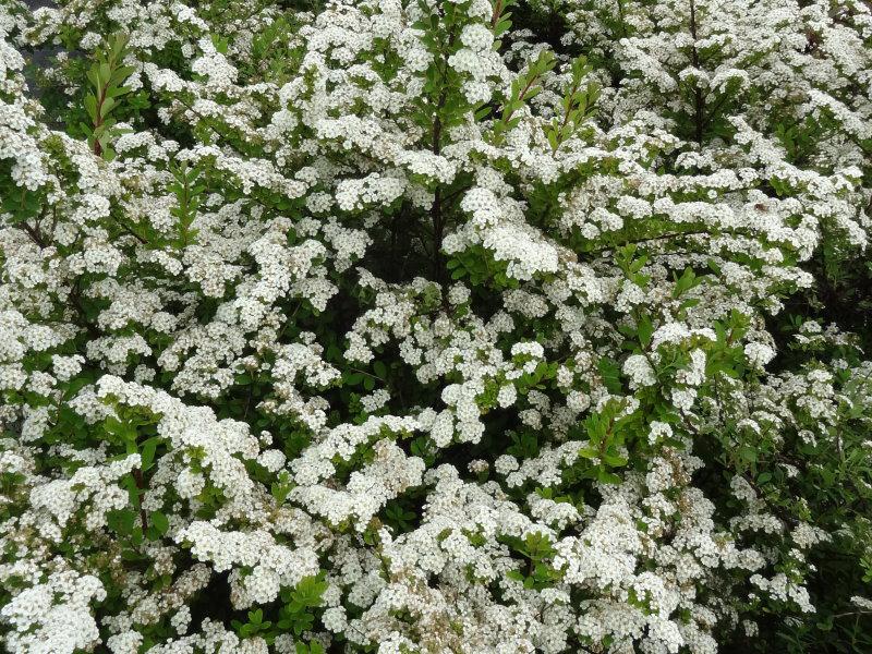 Blütenfülle von Flächendeckerspiere Snowmound