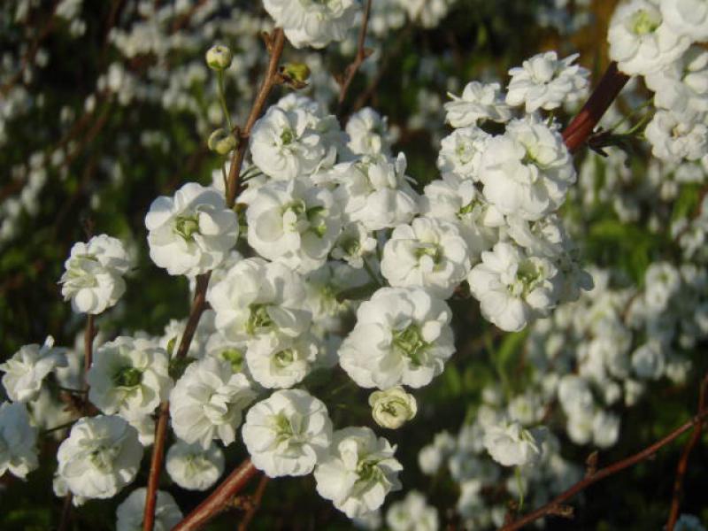 Pflaumenblättriger Spierstrauch in Blüte