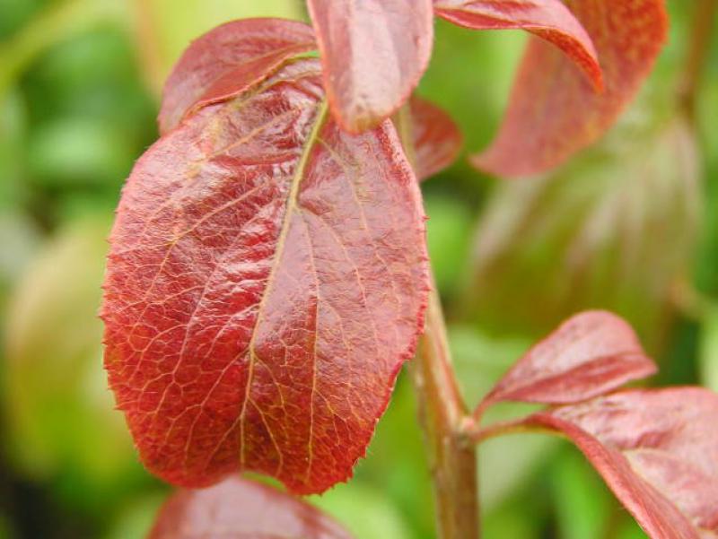 Spiraea prunifolia Plena - rotes Herbstlaub