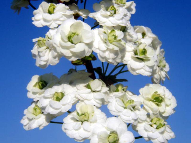 Weiße, gefüllte Blüten der Spiraea prunifolia Plena