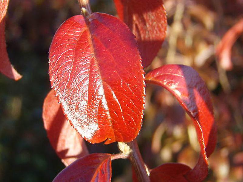 Knallrot färbt sich das Laub des Pflaumenblättrigen Spierstrauchs im Herbst