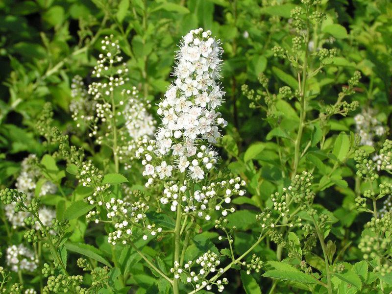 Spiraea alba in Blüte