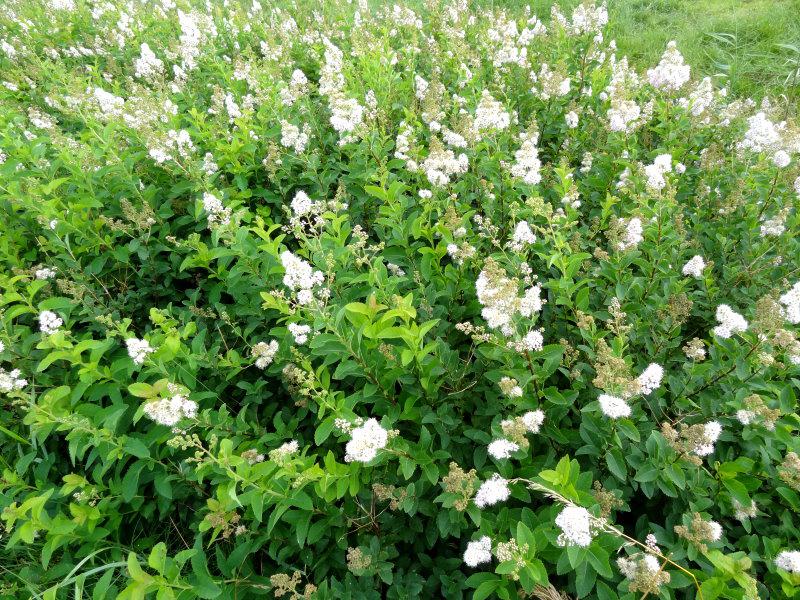 Blüte bei Spiraea alba