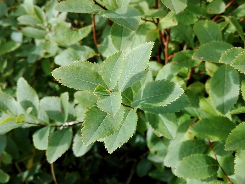 Gezahntes Blatt der Weißen Spiere