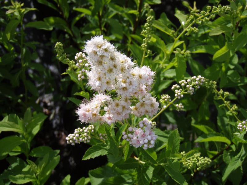 Weiße Spiere in Blüte