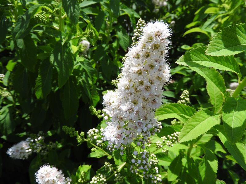 Spiraea alba in Blüte