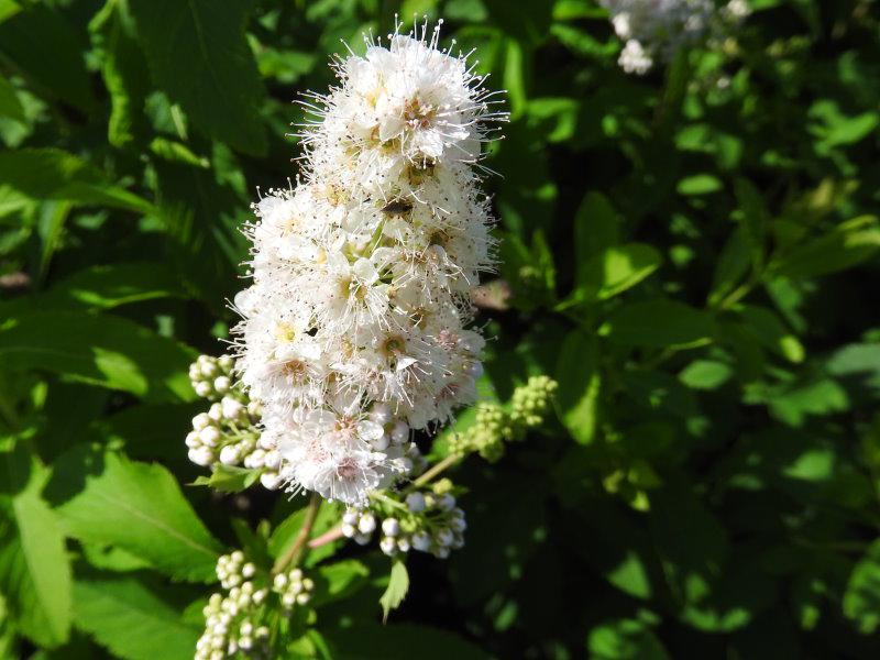 Detailaufnahme von Spiraea alba