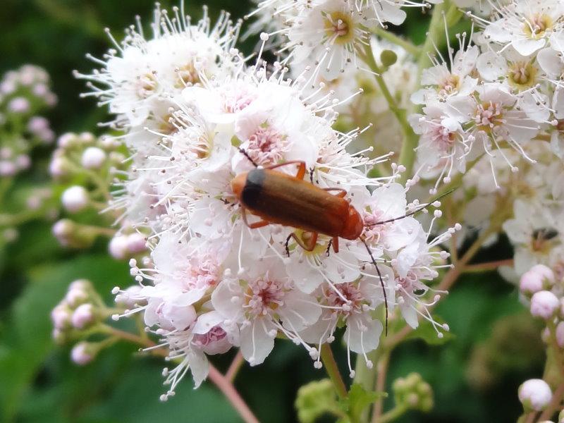 Die Blüte der Weißen Spiere wird gerne von Insekten besucht