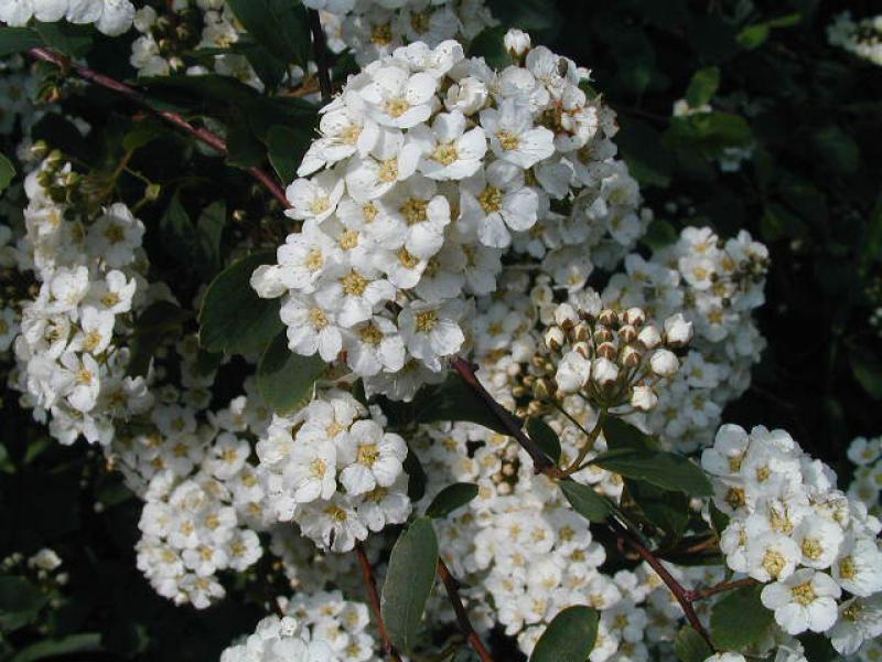 Blüte von Spiraea vanhouttei