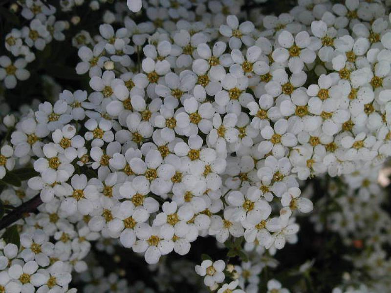 Detailaufnahme der Blüte (Spiraea vanhouttei)