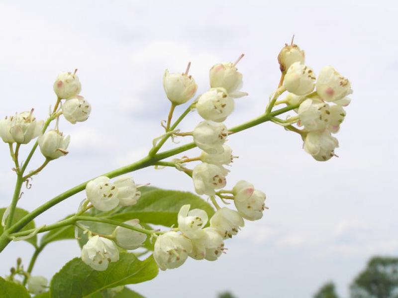 Weiße Blüte der Pimpernuss