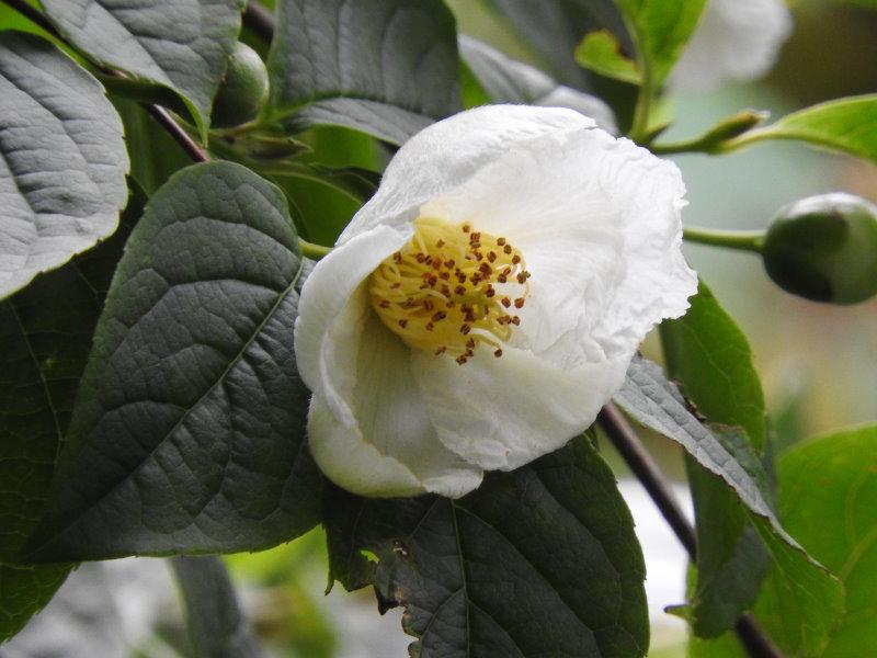 Weiße Blüte von Stewartia pseudocamelia