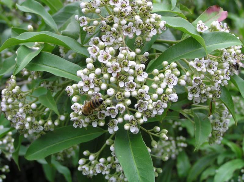 Funkenblatt - weiße Blüten