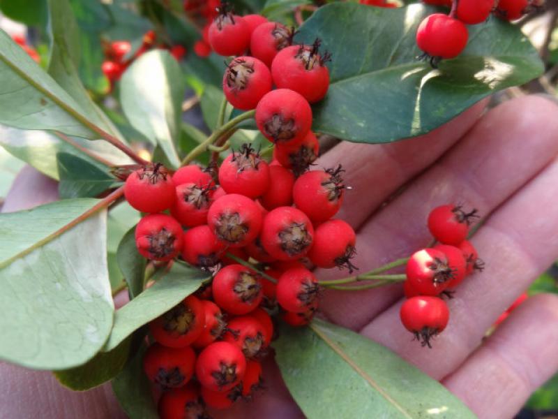 Rote Beeren von Stranvaesia davidiana