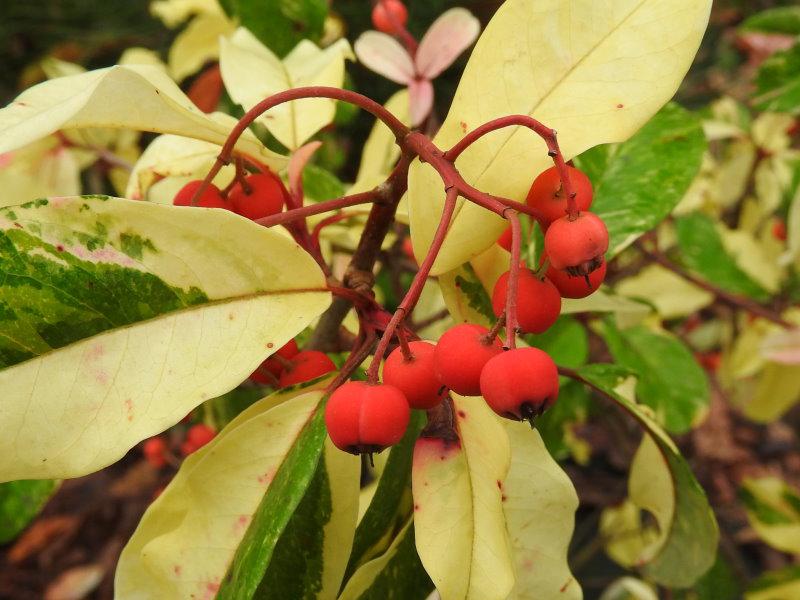 Die roten Beeren bilden einen schönen Kontrast zum weißgrünen Laub der Stranvesia davidiana Palette.
