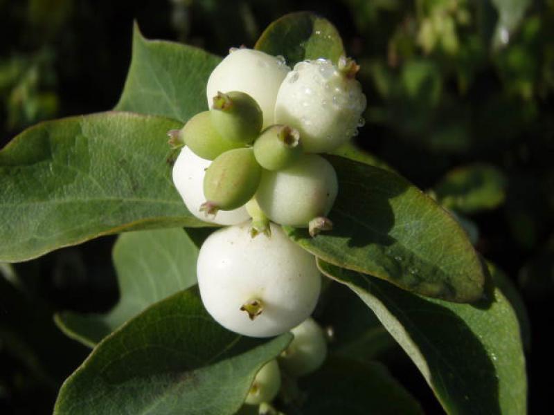 Weiße Früchte von Symphoricarpos albus laevigatus