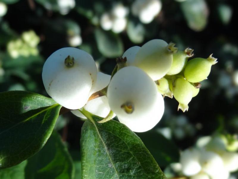 Früchte der Schneebeere White Hedge