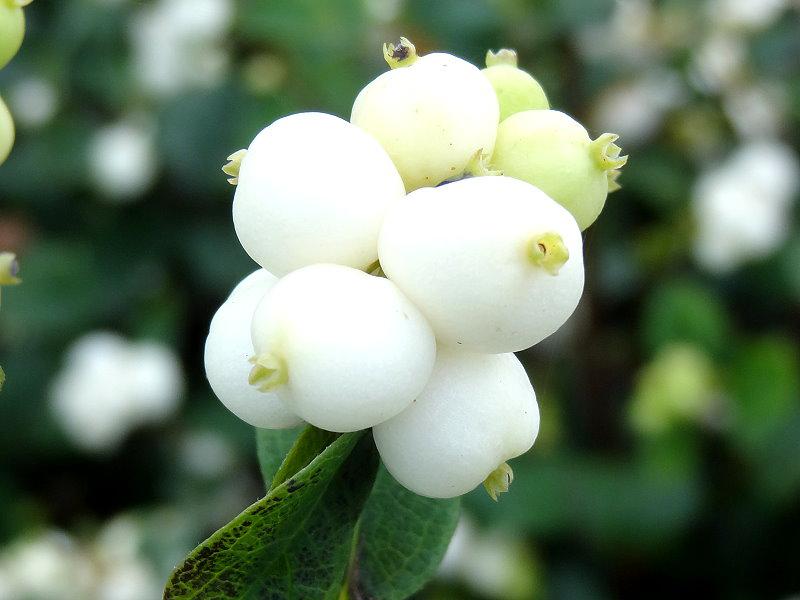Früchte von Symphoricarpos albus White Hedge