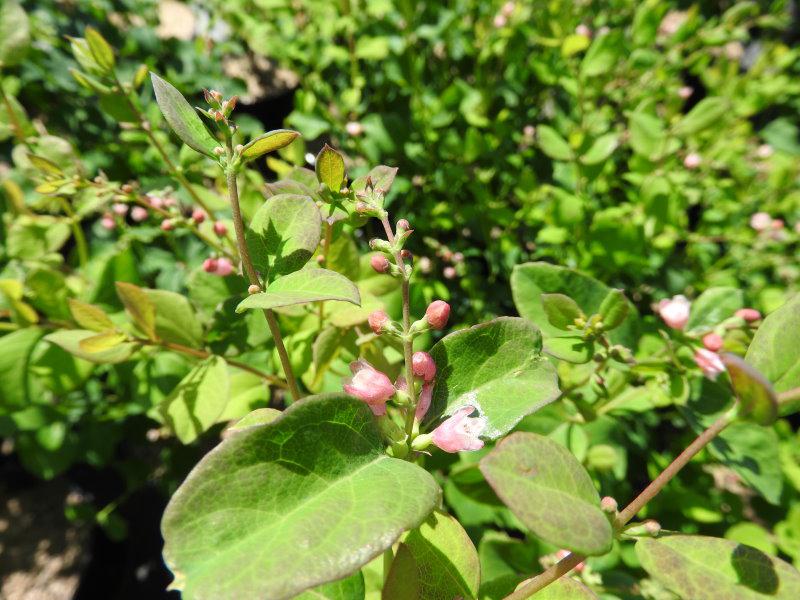 Symphoricarpos albus White Hedge mit Blütenknospen