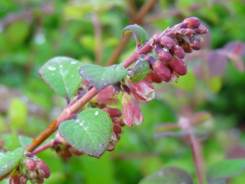 Die Symphoricarpos chenaultii Hancock mit den Blütenknospen im Sommer