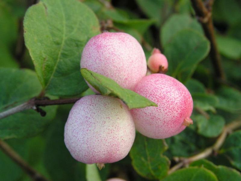 Rosa Früchte der Amethystbeere Mother of Pearl