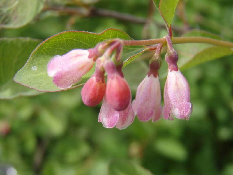 Symphoricarpos doorenbosii Mother of Pearl in Blüte