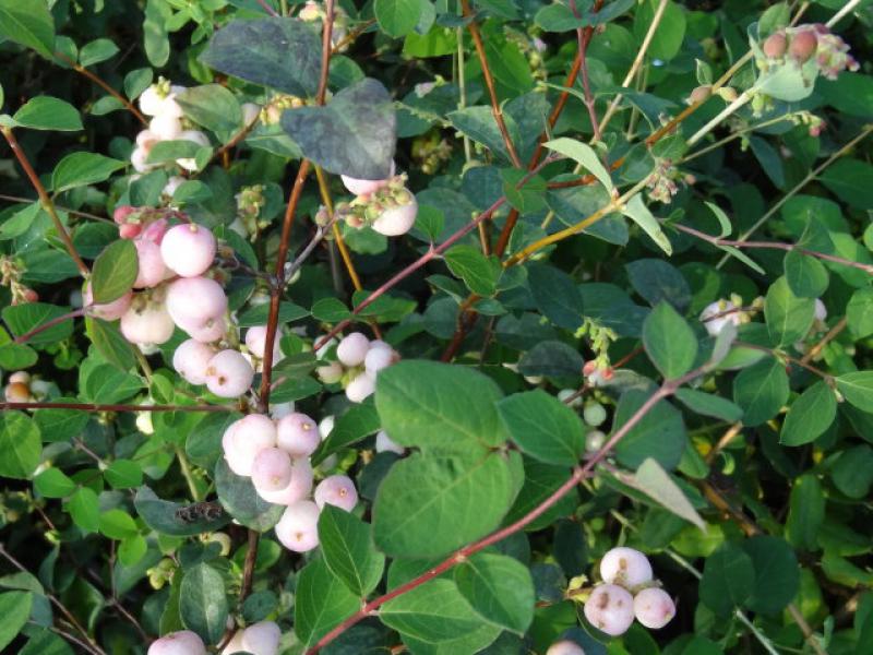 Herbstlicher Fruchtschmuck bei Symphoricarpos doorenbosii Mother of Pearl