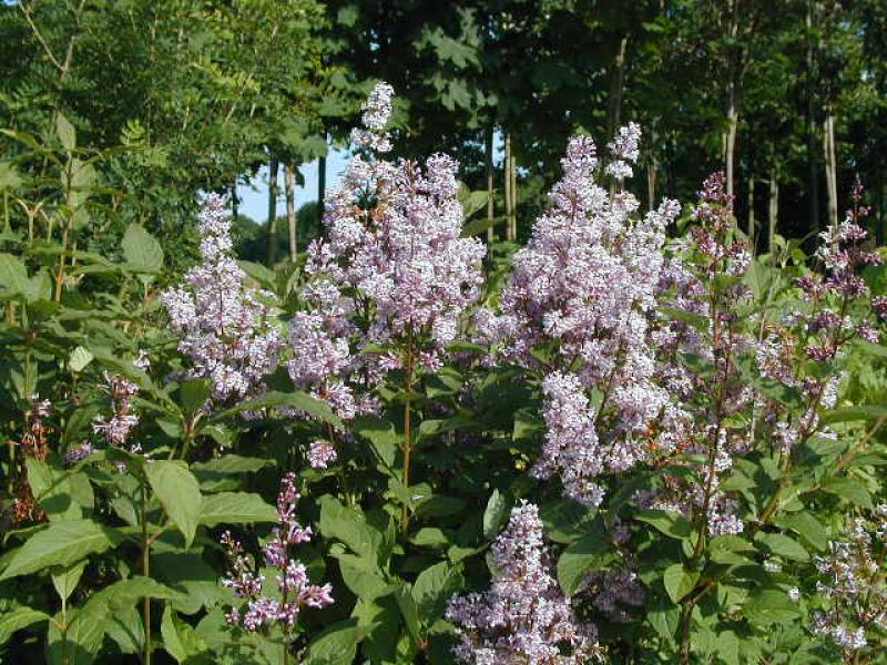 Ungersk syren, Syringa josikae