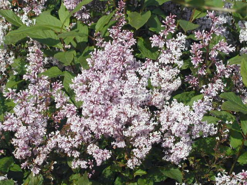 Ungersk syren, Syringa josikae