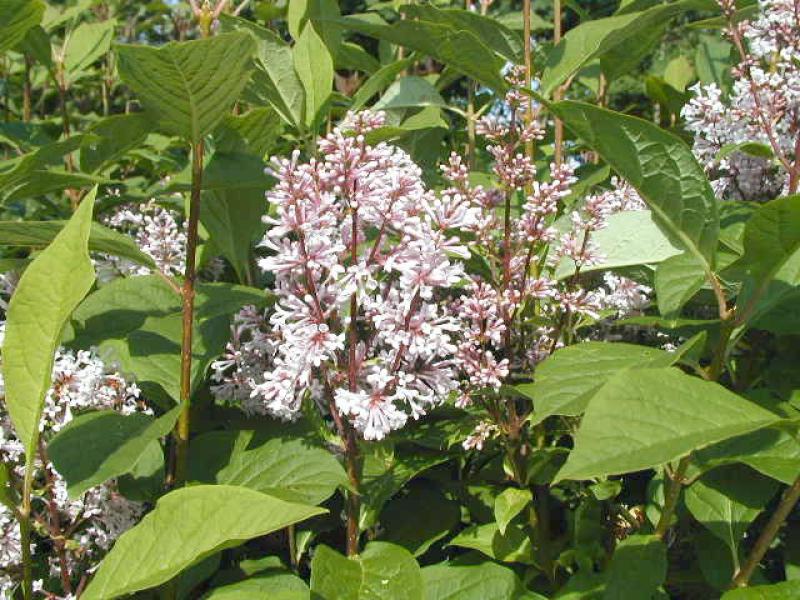 Ungersk syren, Syringa josikae