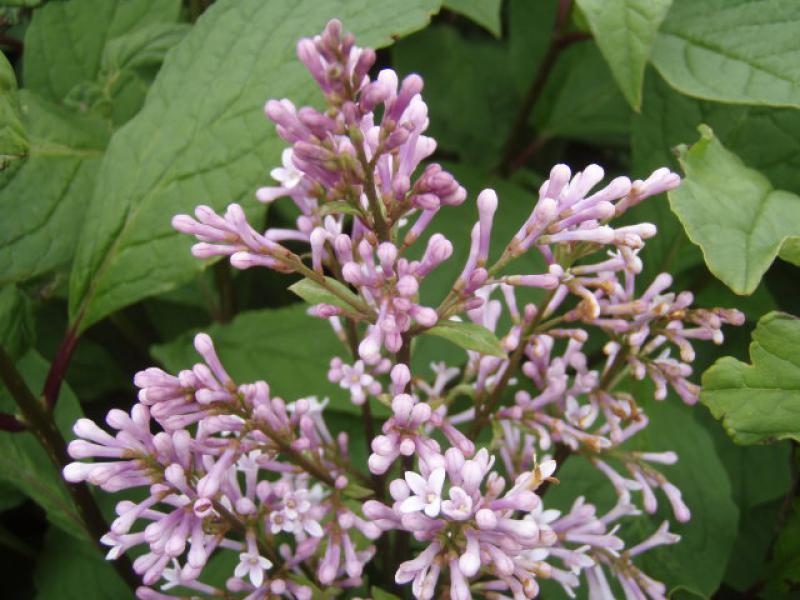 Ungersk syren, Syringa josikae