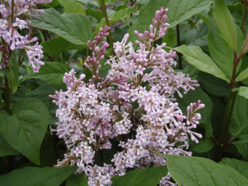 Blüte von Syringa josikaea