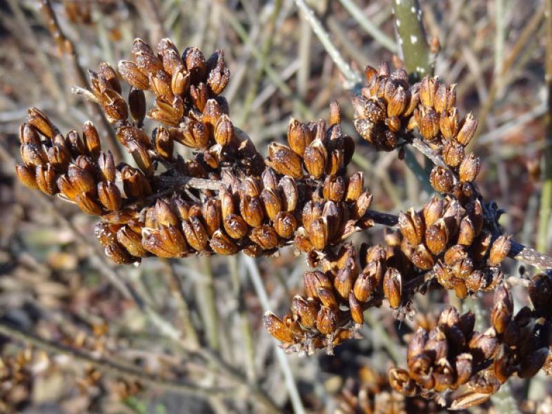 Fruchtstand von Syringa josikaea