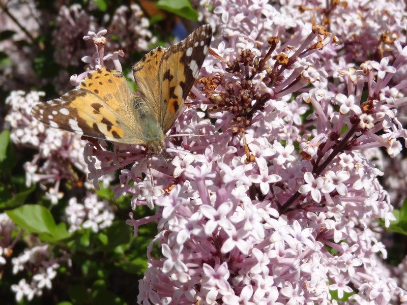 Blüten vom Duftflieder Palibin als Nahrungsquelle für Schmetterlinge