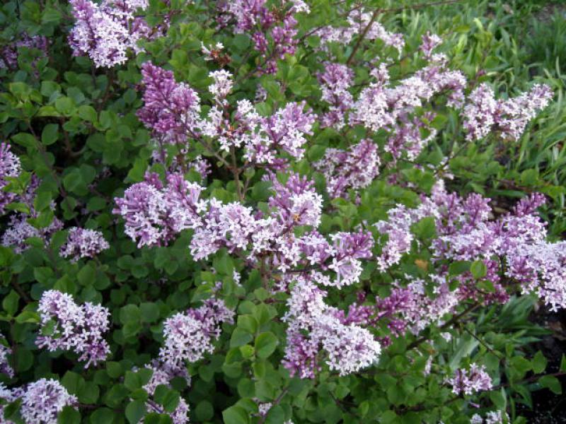 Syringa meyeri Palibin in Blüte