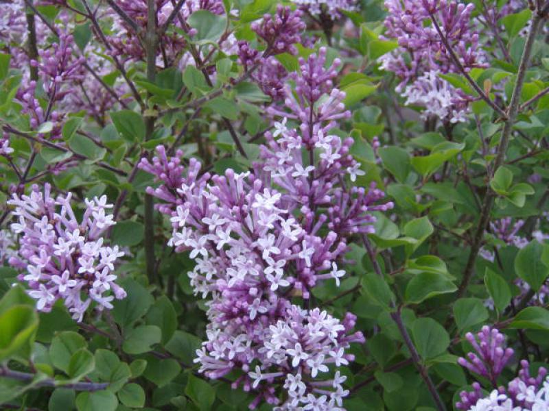 Detailaufnahme der Blüte von Syringa meyeri Palibin